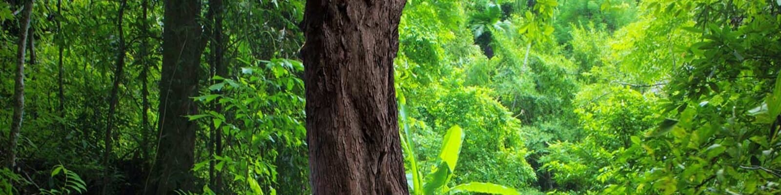 Forêt et jeune végétation, symbole du reboisement à Taounate